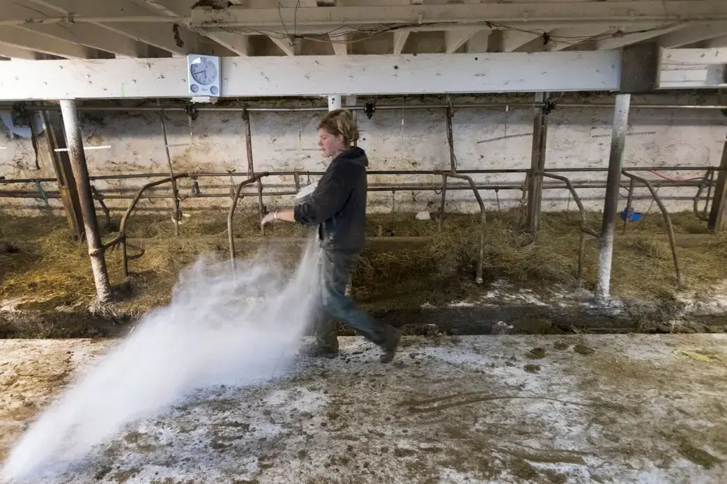 The small farm of Emily and Brandi Harris in Monroe has become a casualty of the dairy crisis. When the price they were getting for milk fell by a third, they decided to end their dairy operation. Emily Harris tosses lime in the barn after their cows were sold and loaded onto a trailer.&nbsp;Image by Mark Hoffman. United States, 2019.
