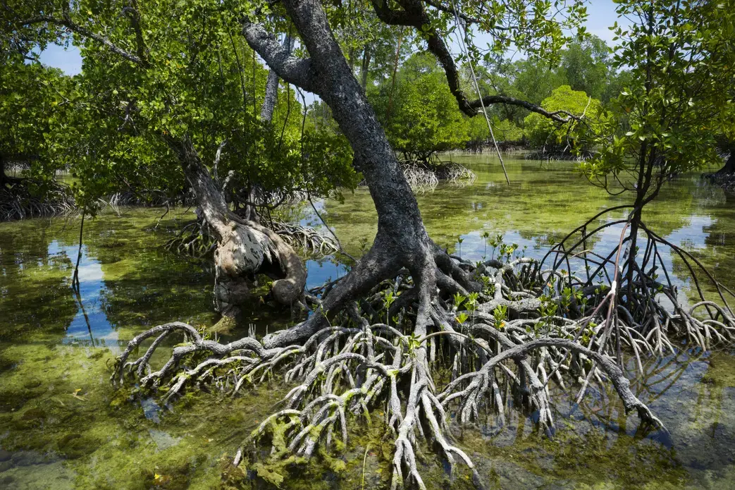 Sea-level rise and more severe hurricanes and typhoons are also endangering mangroves. Image by Ardiles Rante. Indonesia, 2019.