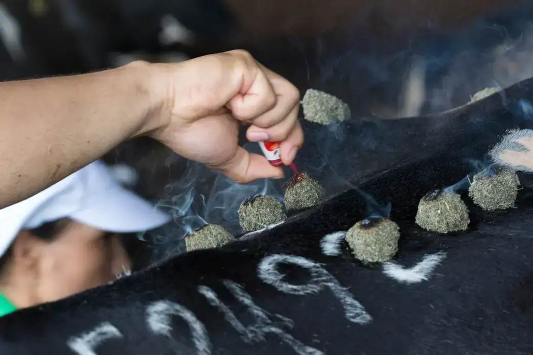 A dairy worker burns mugwort to induce a cow into heat. The gel-filled balls of mugwort are glued to the acupressure points, then lighted on fire. Image by Mark Hoffman. Vietnam, 2019.<br />
