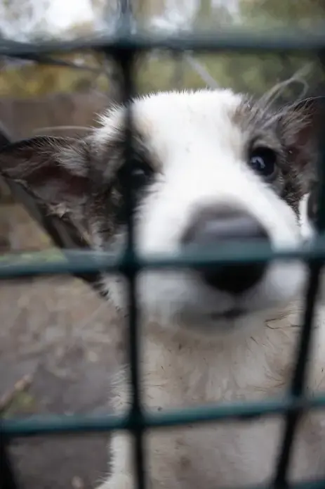 One of Gideon James' pups. Image by Amy Martin. United States, 2019. 