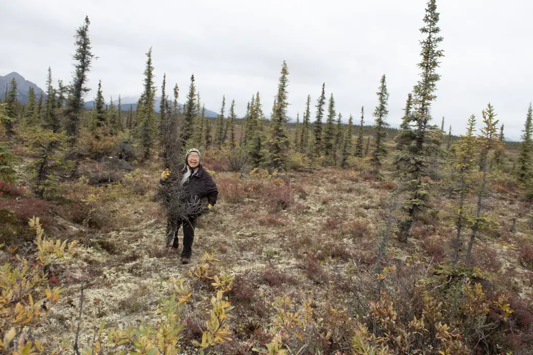 Sarah James giving us a tour of local plants—including edible and medicinal. Image by Amy Martin. United States, 2019.
