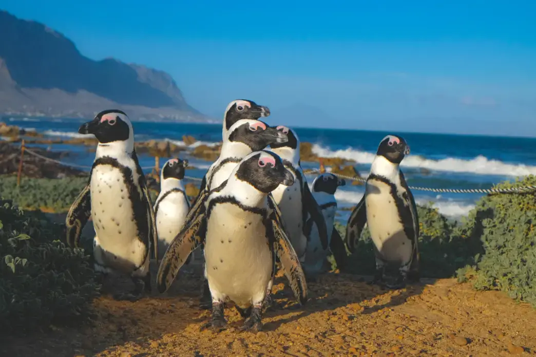 A small group of African penguins on South Africa’s West Coast.