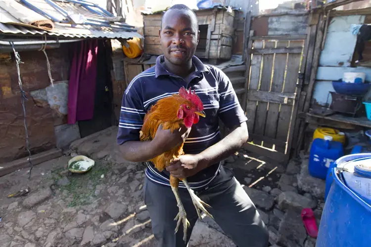 Elijah Muasya, who participated in the 99 Households study by the International Livestock Reseach Institution, holds one of the chickens he raises at his home in the Korogocho slum. Image by Mark Hoffman. Kenya, 2017. 