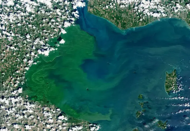 The toxic algae bloom that formed this summer in western Lake Erie was among the most severe that scientists have observed. In a NASA satellite image taken on July 30, 2019, the green medley of plankton and bacteria had grown larger than New York City. Image courtesy of USGS / NASA Landsat. United States, 2019.