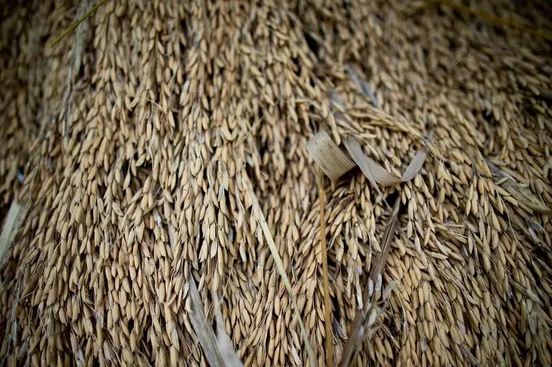 Rice harvested by Elias da Silva Lima, 63, dries in a pile on land he farms in the Virola Jatoba settlement in Anapu. Image by Spenser Heaps. Brazil, 2019.