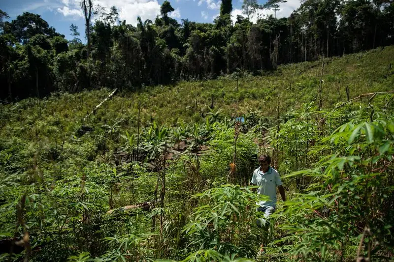 Elias da Silva Lima, 63, walks through a clearing in the forest he farms on the Virola Jatoba settlement in Anapu. Image by Spenser Heaps. Brazil, 2019.