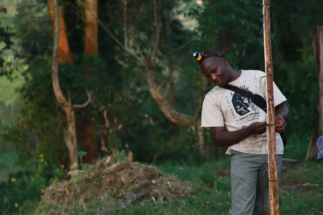 PREDICT Country Coordinator Benard Ssebide prepares a mist net in Feb. 2013 to capture bats for testing at a primary school near Bwindi Impenetrable National Park, Uganda. Image courtesy Gorilla Doctors.