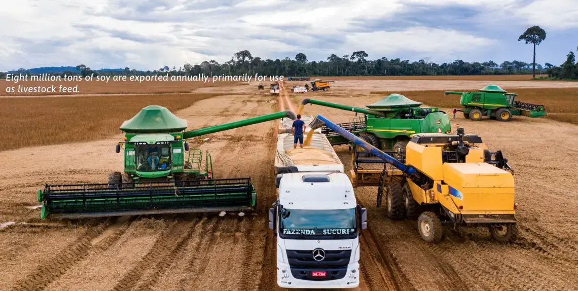 Eight million tons of soy are exported annually, primarily for use as livestock feed. Image by Sebastián Liste. Brazil, 2019.