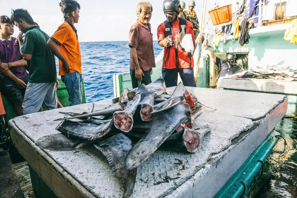 Operation Jodari in Tanzania Buah Naga 1 inspection. Image by Jax Oliver/Sea Shepherd. Tanzania, 2018.