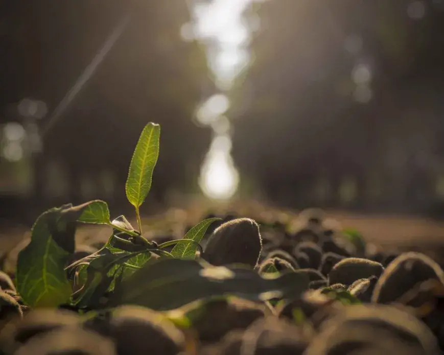 Most of the world’s almonds come from the 900,000 acres in the eight counties of the San Joaquin Valley. Image by Larry C. Price. California, 2018.