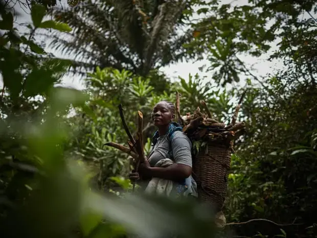 Mama Chantal collects wood in the forests around Ikengo, Équateur Province. Working amid undergrowth results in large amounts of snakebites as well-camouflaged vipers and cobras can be disturbed and deliver a defensive strike. Image by Hugh Kinsella Cunningham. Congo, 2019.