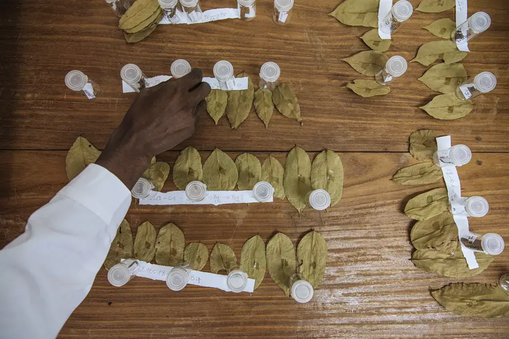 Afrormosia leaf samples in the lab. Image by Sarah Waiswa. Democratic Republic of Congo, 2019. Afrormosia leaf samples in the lab. Image by Sarah Waiswa. Democratic Republic of Congo, 2019.