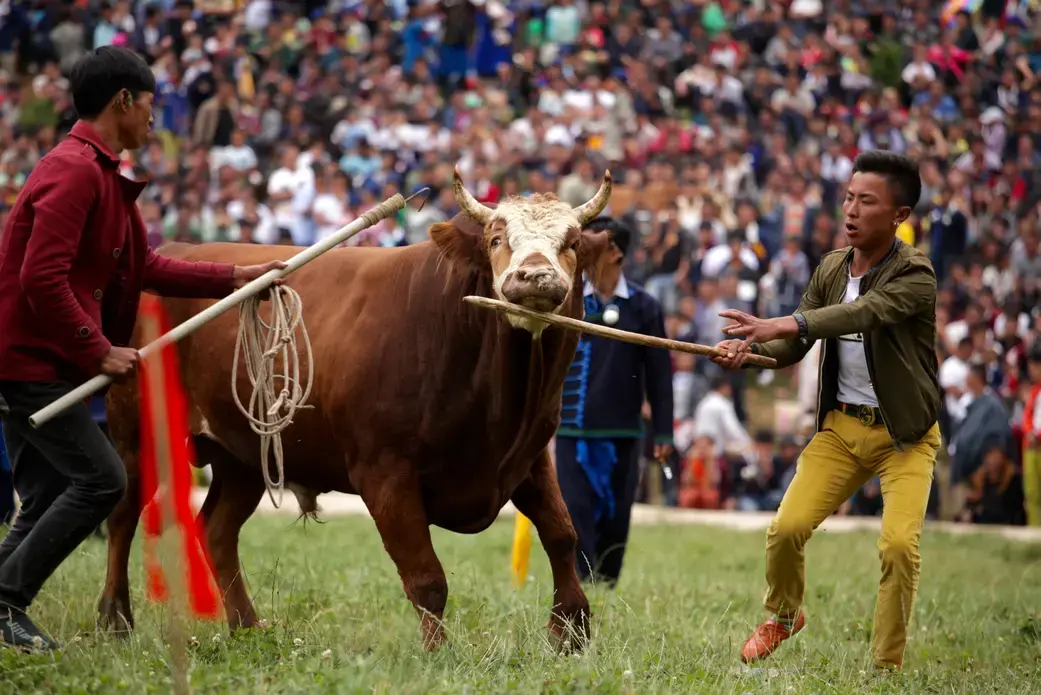 Yi men control a bull at a bull fight during Torch Festival celebrations in Liangshan prefecture, Sichuan province. Image by Max Duncan. China, 2016.