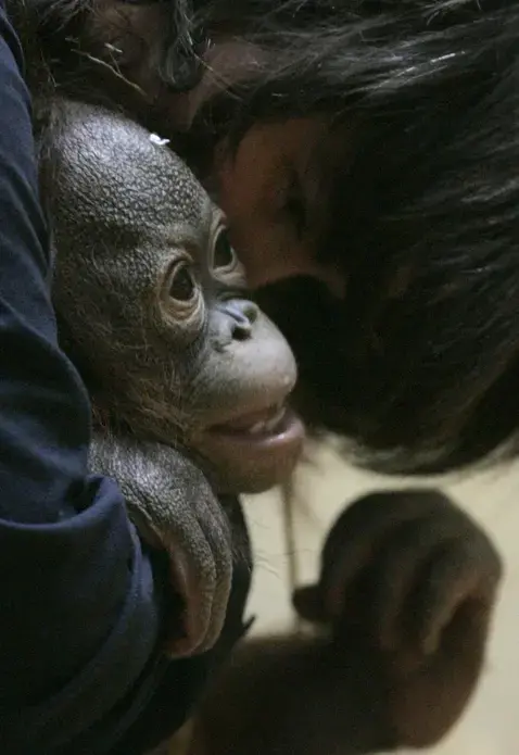 Trish Khan, Mandy Hollingsworth, and Clair Reichard were all caregivers for Mahal at the Milwaukee County Zoo. Image courtesy of Trish Khan and Milwaukee Journal Sentinel Files.