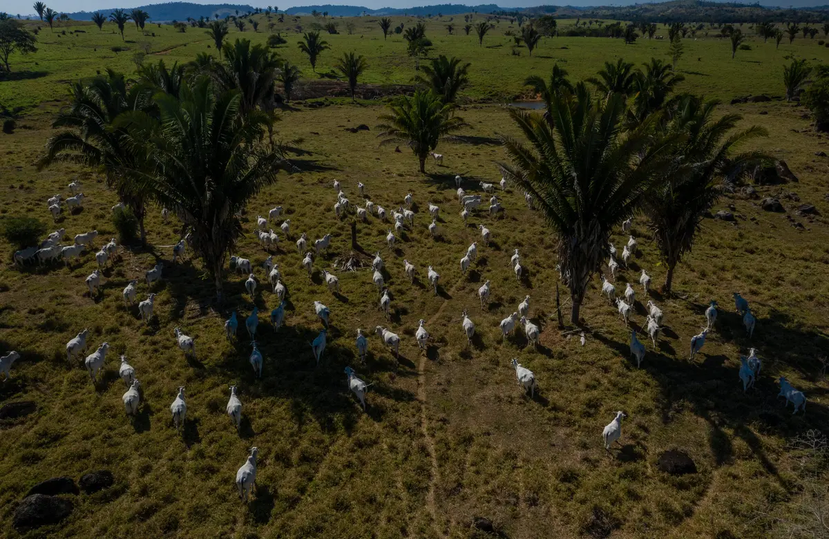 An aerial shot of a ranch dotted with white cows and tropical trees