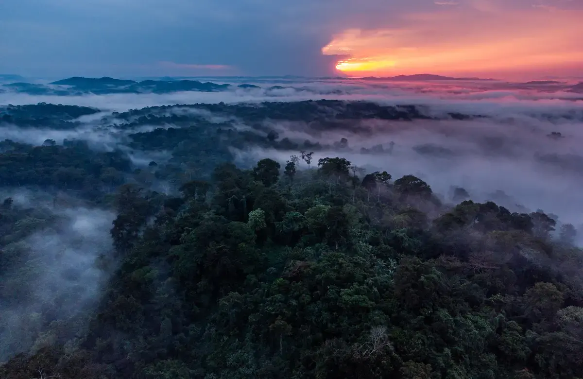 An aerial shot of the rainforest in the DRC with a pink sunset lighting up the sky.