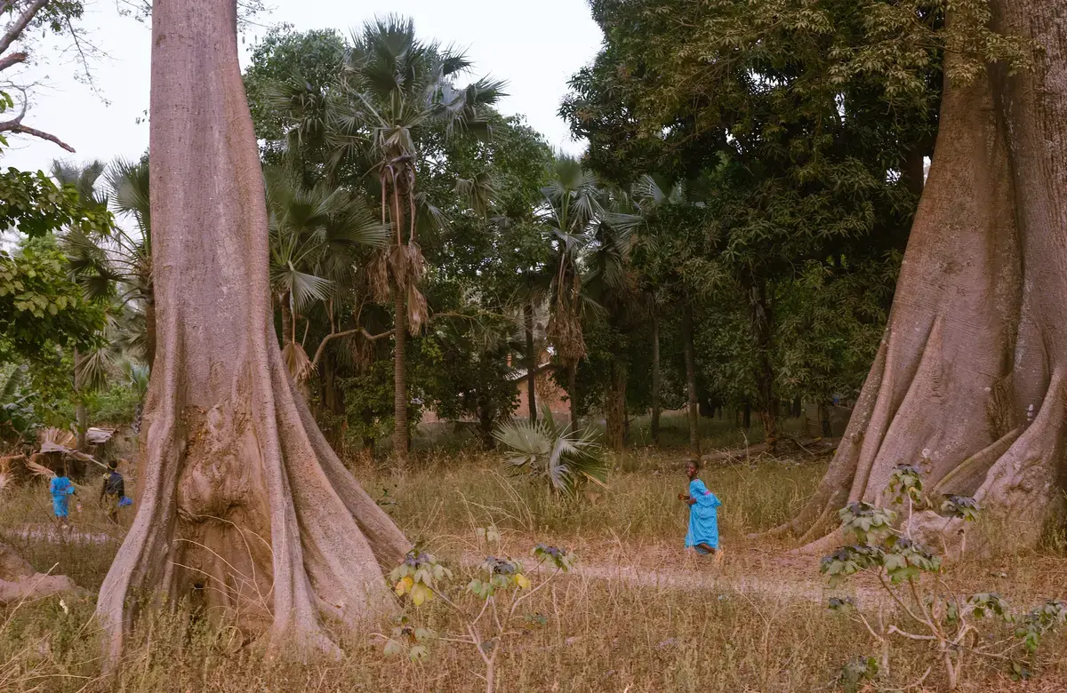a landscape shot with a person in a bright blue outfit running and smiling in the distance. two tall trunks stand nearby in front of more greenery.