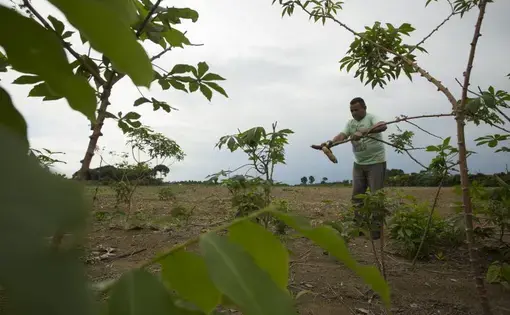 Farmer Antonio Alves, known as Seu Macaxeira, works in his farmland that is surrounded by soy plantations, in the Santos de Boa Fé community, Santarém PA. Image by Bruno Kelly. Brazil, 2020.