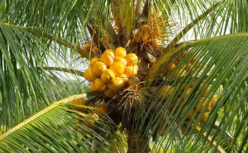 A coconut tree in Bali, Indonesia. Image by Trueboy / Shutterstock. Indonesia, undated.