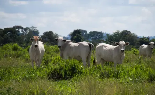Image by Heriberto Araújo. Brazil, 2019.