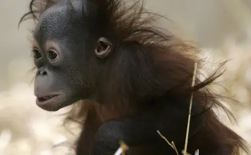 Mahal, an orangutan who was rejected by his mother at a Colorado zoo, at the Milwaukee County Zoo. Image by Mark Hoffman for the Milwaukee Journal Sentinel. United States, 2017.