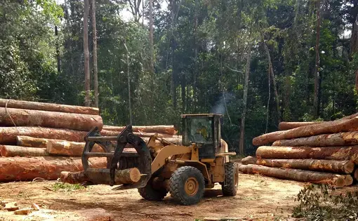 A wheel loader tidying the piles of wood logs extracted from the Amazonian forest. Image by Tarcisio Schnaider / Shutterstock. Brazil, undated.