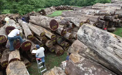 Darién is subject to a chilling spate of deforestation as timber colonists and entrepreneurs advance across the region. The Darién’s mythical wilderness is giving way to chainsaws and bulldozers. Image by Guido Bilbao. Panama, 2019.