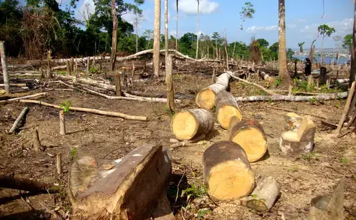 Area of illegal deforestation of vegetation native to the Brazilian Amazon forest. Image by Tarcisio Schnaider/Shutterstock. Brazil, undated.