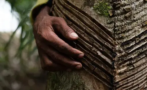 Seu Francisco is a rubber tapper and one of the 400 residents of the Guariba-Roosevelt Extractive Reserve -- he remains, even after a sharp drop in the price of natural latex. Mato Grosso, Brazil, 2020. Image by Ahmad Jarrah. Brazil, 2020.