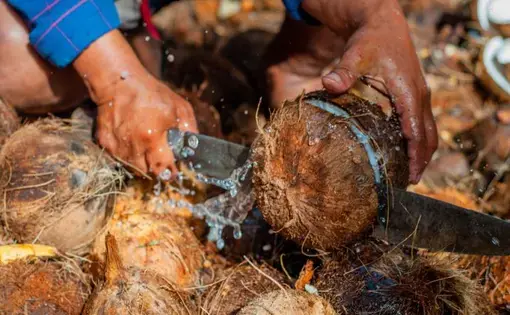 Despite the growing popularity of coconut-based products, coconut farmers in the Philippines and Indonesia struggle with income and production. Image by Nithin Coca. 2019.