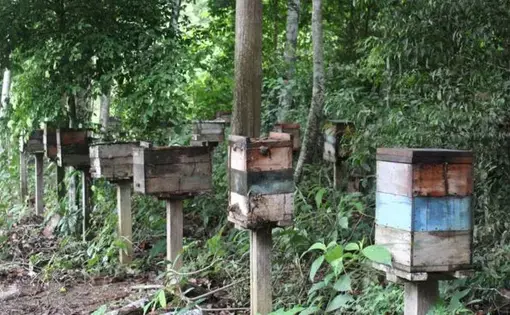 Stingless bee production has plummeted in the Belterra region and became economically unsustainable. Image by Gabriel Siqueira/BBC.&nbsp;Brazil, undated.