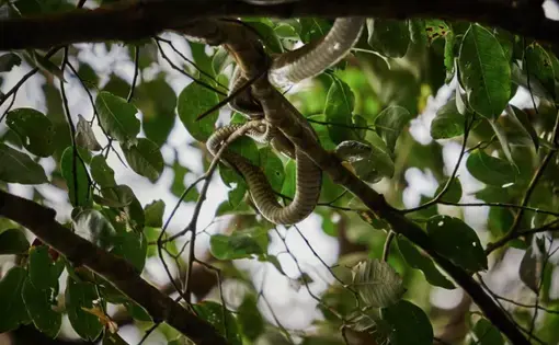 A venomous snake in the DRC. Image by Hugh Kinsella Cunningham. Democratic Republic of the Congo, 2019.