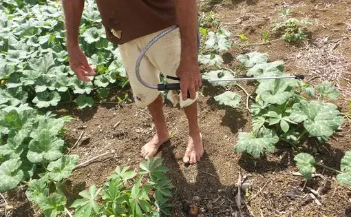 Antônio Carlos Alexandre do Nascimento, 51, applies streams of pesticide using application equipment that he carries on his back in his field. Image by Elizabeth Oliveira. Brazil, undated.