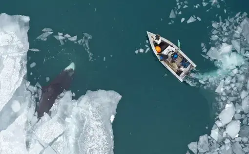 Anagi Crew hunts a 30-foot male bowhead whale on the Bering Sea in an umiaq, a small sealskin boat that is prized for its light weight, stealthy movement and respect for tradition. Image by Yves Brower. United States, undated.
