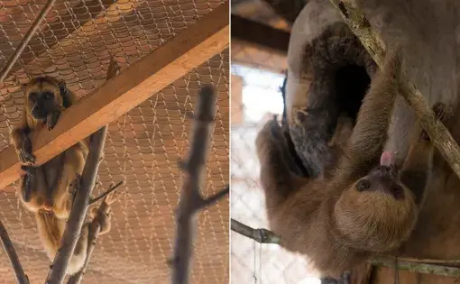 A howler monkey (left) and a sloth, rescued during the cleaning of the Sinop Hydroelectric Power Plant reservoir area, are waiting to be relocated to a wildlife screening center in Mato Grosso. Image by Juliana Arini. Brazil, 2019.