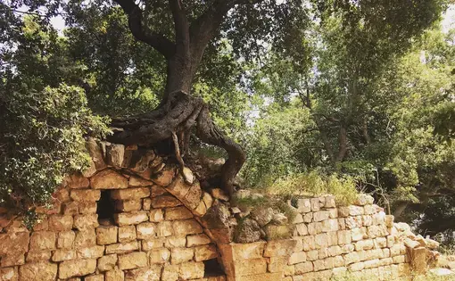 Interfaith collaboration roots conservation efforts in Akkar. Image by Catherine Cartier. Lebanon, 2019.