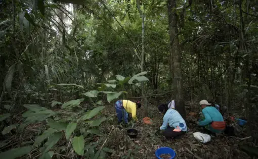 Reserve residents collect murumuru seeds in a preserved forest area in the Middle Juruá Extractive Reserve, Amazonas, Brazil, October 17, 2019. Image by Bruno Kelly/Thomson Reuters Foundation. Brazil, 2019.