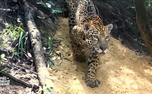 The Amazon is the world's largest rainforest and a critical line of defense against climate change. Image courtesy of PBS NewsHour. Brazil, 2019.