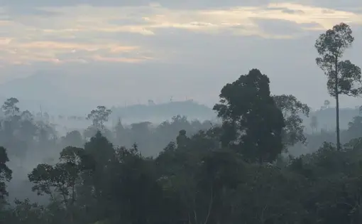Early morning view of a primary growth forest in East Kalimantan, Borneo. Image by Kent Wagner. Indonesia, 2016.