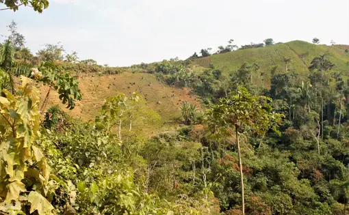 Coca crops in La Asunta, Bolivia. Image by Alice Campaignolle. Bolivia, 2019.