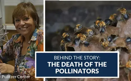 Behind The Story: The Death of the Pollinators. Images courtesy of Mara Régia. Brazil, 2020.