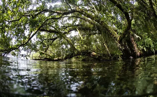 A lush rainforest on a remote island in the Solomon Islands overhangs coastal water. Image by Ethan Daniels / Shutterstock. Solomon Islands, 2019. 