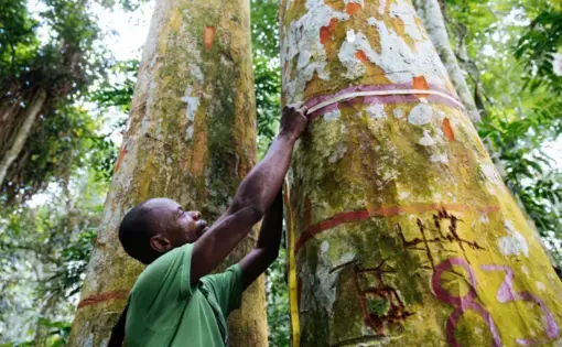 Jean-Pierre Muzinga, a forest technician, measures the trunk of an Afrormosia in the Yangambi Biosphere Reserve. Image by Sarah Waiswa. Democratic Republic of Congo, 2019.