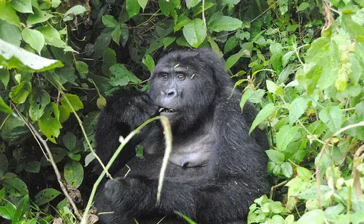 There are a little over 1,000 Mountain Gorillas remaining on Earth, with about half of these living in Bwindi Impenetrable Rainforest. Image by Fredrick Mugira. Uganda, 2020.