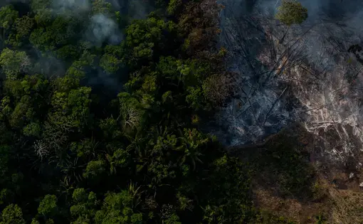 Image by Flavio Forner. Brazil, 2019.
