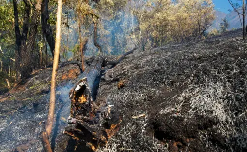 Flames rise from a trunk in a farm at Pocone village, Mato Grosso. Image by Antonio Scorza / Shutterstock. Brazil, 2020.