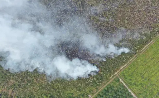 Forest and peat fires typically take place in Sumatra and Borneo, and are often linked to slash-and-burn practices to clear areas for palm cultivation and illegal logging. Image by daus85 / Shutterstock. Indonesia, undated.