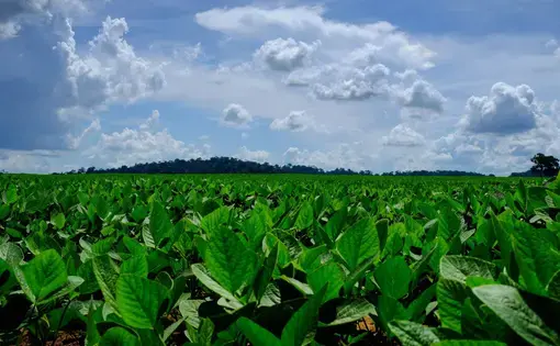 Soy plantations in a field in the outskirts of Sinop. In the horizon, one can see remnants of Amazon forest. Image by Melissa Chan. Brazil, 2019.