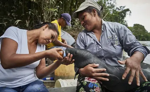 Duas mulheres, Lilia e Karina, alimentam um peixe-boi que encontraram encalhado na margem do rio Amazonas. A mulher da esquerda alimenta o peixe-boi com as mãos, enquanto a mulher da direita segura o peixe-boi no colo.