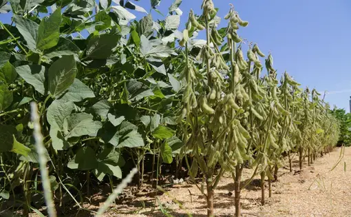 Soy production in the southern region of the state of Maranhão, northeastern Brazil. Image by Hugo Sampaio/Shutterstock. Brazil, 2014.